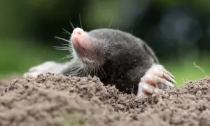 Kret wychyla głowę z ziemi, pokazując różowy nosek i łapkę. Może to być pułapka na kreta z butelki, która go złapała.