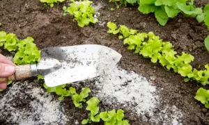 Łopatka rozsypuje popiół drzewny pod młode sałaty. To naturalny nawóz, który świetnie sprawdzi się pod wiele roślin.