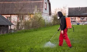 Osoba w masce i czerwonych spodniach stosuje opryskiwacz plecakowy na trawniku. Prawdopodobnie chodzi o chwastox trio 390 sl dawkowanie na trawnik.