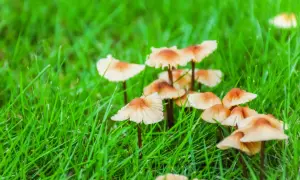 Małe, jasnobrązowe grzyby wyrastają z soczystej, zielonej trawy. Tworzą małe skupiska, jakby małe parasolki na trawniku.