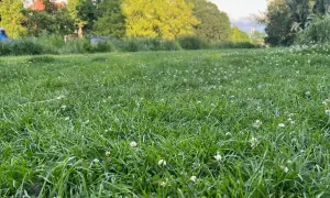 Zielona, soczysta trawa z białymi koniczynami. Idealny czas, kiedy najlepiej siać trawę, to wiosna lub jesień, gdy jest wilgotno i nie za gorąco.