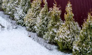 Wiąz turkiestanu zimą, pokryty śniegiem, tworzy zielono-białą ścianę przy bordowym płocie.