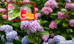 Ręka w pomarańczowej rękawiczce trzyma szklankę z różowym płynem, sugerując, kiedy nawozić hortensje, aby uzyskać piękne kwiaty.