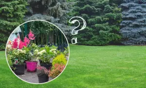 Szukasz pomysłów, co posadzić pod świerkiem? W okręgu widać kwitnące krzewy i byliny, a obok dorodne drzewa iglaste.