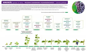 Schemat dokarmiania winorośli dolistnego wg skali BBCH: od pękania pąka (09) do końca dojrzewania pędów (91).