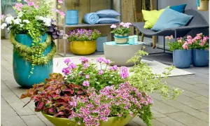 Kolorowe pelargonie i coleus w donicach tworzą letnią kompozycję. Wypełniacze do pelargonii dodają lekkości i objętości.