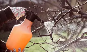 Rękawiczki w kwiaty i opryskiwacz z pomarańczowym płynem. Kiedy pryskać miedzianem drzewa owocowe? Wczesną wiosną, przed ruszeniem wegetacji, by zabezpieczyć pąki.