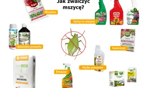 Skuteczny środek na mszyce: Mospilan, spraye, NeemAzal, mydło potasowe, ziemia okrzemkowa i taśmy lepowe.