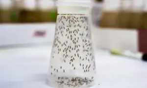 Szklana kolba wypełniona muszkami owocówkami, które wpadły do pułapki.
