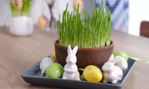 Wielkanocny owies jak siać? Zielona trawa w doniczce, pisanki i zajączki na talerzu.