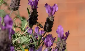 Pszczoła zbiera nektar z fioletowych kwiatów lawendy francuskiej. Nawet po kwitnieniu, roślina ta jest piękna, a jej zimowanie w naszym klimacie wymaga uwagi.