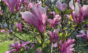 Kwitnąca magnolia w donicy, jej różowe, kielichowate kwiaty rozkwitają na tle zielonego ogrodu.