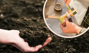 Badanie gleby w celu ustalenia, czy dolomit jest szkodliwy. Ręka trzyma ziemię, a w okręgu test pH gleby.