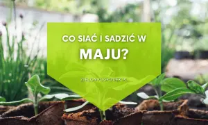 Młode sadzonki w doniczkach, zielona grafika z napisem "Co siać i sadzić w maju?".