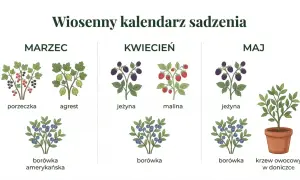 Wiosenny kalendarz sadzenia: marzec (porzeczka, agrest, borówka amerykańska), kwiecień (jeżyna, malina, borówka), maj (jeżyna, borówka, krzew owocowy w doniczce). Idealny czas, kiedy zaczyna się kalendarzowa wiosna, by sadzić owoce.
