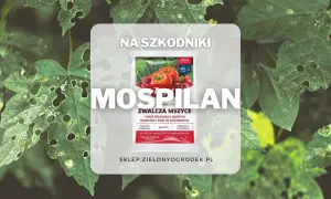 Mospilan 20 SP zwalcza mszyce i inne szkodniki warzyw, owoców i roślin ozdobnych. Skuteczny niezależnie od warunków atmosferycznych.