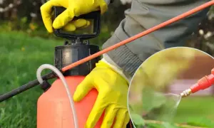 Ręce w żółtych rękawiczkach przygotowują opryskiwacz z mocznikiem do oprysku roślin. Widać strumień cieczy na liściach.