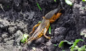 Turkuc podjadek, szkodnik w ogrodzie. Jak się pozbyć tego owada?