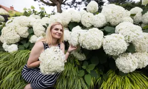 Kobieta w pasiastej sukience wśród bujnych, białych kwiatów hortensji anabelle. Właśnie zakończono cięcie, by zapewnić obfite kwitnienie.