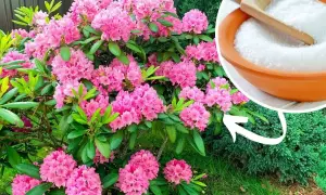 Piękny rododendron kwitnie obficie. Obok miseczka z białym proszkiem, który może być składnikiem domowego nawozu do rododendronów.