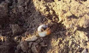 Pędrak, szkodnik niszczący rośliny, leży na ziemi. Czas na zastosowanie Dursbanu na pędraki!