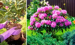 Sadzenie rododendrona. Obok kwitnącego rododendrona świetnie wygląda niski jałowiec płożący, tworząc zieloną dywanową kompozycję.