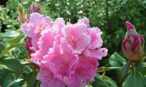 Piękny, kwitnący różowy rododendron. Właściwa ziemia do rododendronów zapewni mu zdrowy wzrost i obfite kwitnienie.