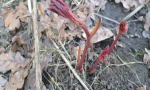Młode, czerwone pędy piwonii wychodzą spod ziemi. Wiosna to czas, gdy zastanawiamy się, czym nawozić piwonie, by pięknie kwitły.