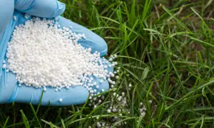 Ręka w niebieskiej rękawiczce trzyma białe granulki. Prawidłowe siarczan amonu dawkowanie zapewni bujną trawę.
