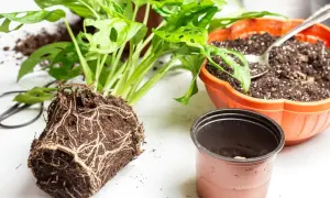 Monstera z gęstym systemem korzeniowym czeka na przesadzenie. Pytanie brzmi: jaka ziemia do monstery będzie najlepsza? W tle doniczka z gotowym podłożem.