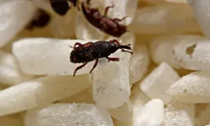 Mały wołek zbożowy wędruje po białych ziarnach ryżu w domu.