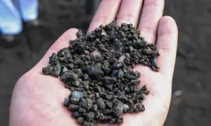 Garść czarnego, wulkanicznego żwiru na dłoni. Czy mączka bazaltowa jest szkodliwa? To pytanie nurtuje wielu ogrodników.