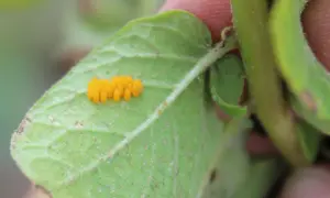 Pomarańczowe kropki na zielonym liściu ziemniaka, które mogą wymagać oprysku na ziemniaki.
