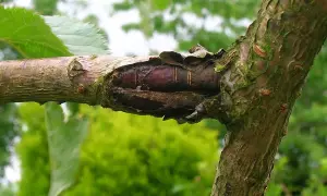 Uszkodzona kora drzewa owocowego, widoczne ciemne, podłużne struktury, mogące świadczyć o chorobach drzew owocowych.