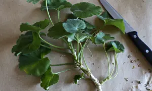 Przygotowanie do rozmnażania pelargonii po zimie. Odcięte pędy z liśćmi i nóż na brązowym tle.