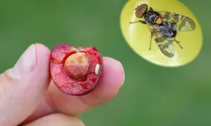Nasionnica trześniówka uszkadza wiśnię. Larwa widoczna w owocu, dorosły owad na żółtym tle. Oprysk gleby może pomóc.
