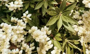 Kwitnący pieris japoński, z białymi dzwoneczkami kwiatów i ciemnozielonymi liśćmi. Idealny do cienistych zakątków ogrodu, jego uprawa nie jest trudna.