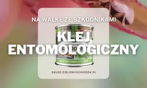 Klej entomologiczny kiedy stosować? Na walkę ze szkodnikami, bariera klejąca na drzewa i rośliny.