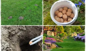 Domowe sposoby na kreta: kretowiska na trawniku, kulki do umieszczenia w norach, piękny ogród.
