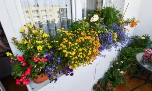 Kolorowe kwiaty na balkonie w kwietniu: żółte, pomarańczowe, niebieskie i czerwone. Idealne jakie kwiaty na balkon w kwietniu.