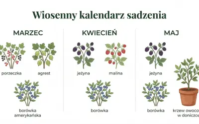 Wiosenny kalendarz sadzenia: marzec (porzeczka, agrest, borówka amerykańska), kwiecień (jeżyna, malina, borówka), maj (jeżyna, borówka, krzew owocowy w doniczce). Idealny czas, kiedy zaczyna się kalendarzowa wiosna, by sadzić owoce.