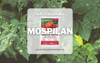 Mospilan 20 SP zwalcza mszyce i inne szkodniki warzyw, owoców i roślin ozdobnych. Skuteczny niezależnie od warunków atmosferycznych.