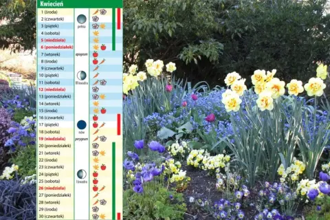 Kwiaty wiosenne i kalendarz biodynamiczny na dziś, kwiecień. Widać żółte narcyzy, niebieskie niezapominajki i fioletowe tulipany.