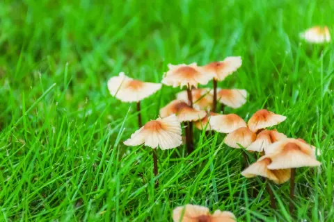 Małe, jasnobrązowe grzyby wyrastają z soczystej, zielonej trawy. Tworzą małe skupiska, jakby małe parasolki na trawniku.