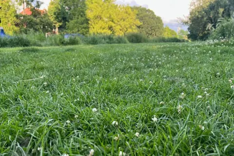 Zielona, soczysta trawa z białymi koniczynami. Idealny czas, kiedy najlepiej siać trawę, to wiosna lub jesień, gdy jest wilgotno i nie za gorąco.