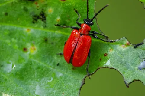 Czerwona poskrzypka liliowa na zielonym liściu. Szukasz domowe sposoby na pozbycie się tego szkodnika?