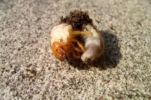 Białe robaczki w doniczce, larwy chrząszczy, z brązową głową i pomarańczowymi odnóżami, leżą na kamienistym podłożu.