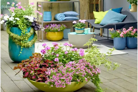 Kolorowe pelargonie i coleus w donicach tworzą letnią kompozycję. Wypełniacze do pelargonii dodają lekkości i objętości.