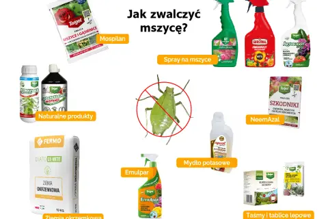 Skuteczny środek na mszyce: Mospilan, spraye, NeemAzal, mydło potasowe, ziemia okrzemkowa i taśmy lepowe.