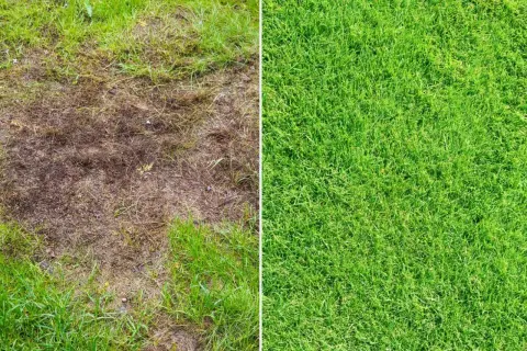 Porównanie: zniszczony trawnik po zimie obok bujnej, zielonej trawy.